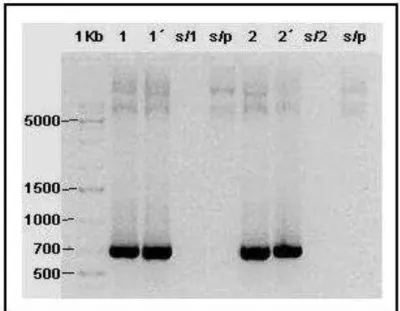 Figura 8: Análise do produto da reação de PCR em gel agarose 0.8%. 1Kb  – marcador de peso molecular; 1 e 1´-  amostra com temperatura de hibridização  de 48ºC ; s/1  –  amostra sem DNA; s/p  –  amostra sem primer; 2 e 2´- amostra  com  temperatura  de  hi