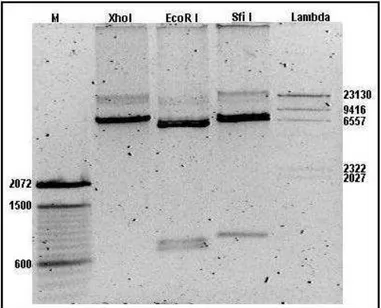 Figura 11: Análise restrição do vetor pLend-IRES-IL2SN em gel agarose 0.8%. M -  marcador de peso molecular; Xho I  –  clone 12 digerido com a enzima  Xho I; EcoR I  –  clone 12 digerido com a enzima EcoR I; Sfi I  –  clone 12 digerido com a enzima Sfi  I;