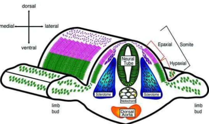 Figura 3: Representação gráfica da derivação das células precursoras musculares durante a embriogênese do  camundongo