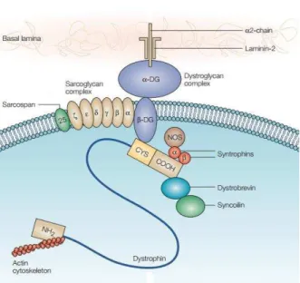 Figura 4. Representação gráfica do CDG mostrando as ligações entre as proteínas e entre o citoesqueleto e a  matriz extracelular