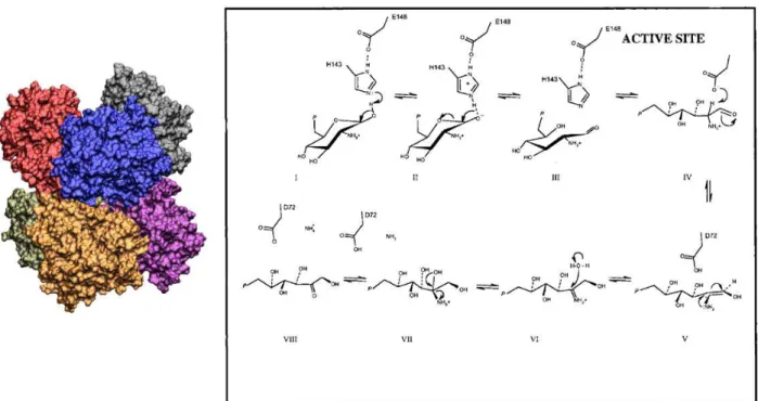 Figura  1.1: À esquerda figura da superfície eletrônica da enzima Glucosamina 6-fosfato Desaminase (GlN6PD)