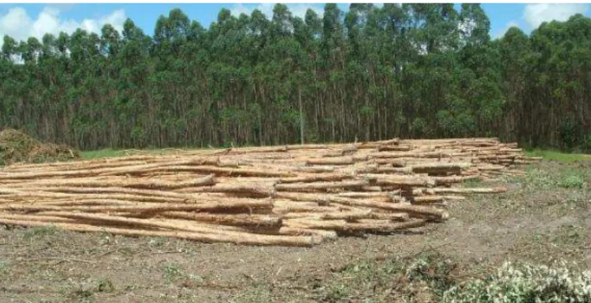 Figura 18 - Estaleiro de árvores inteiras descascadas aguardando a operação de processamento em  toras de 6,3 metros 