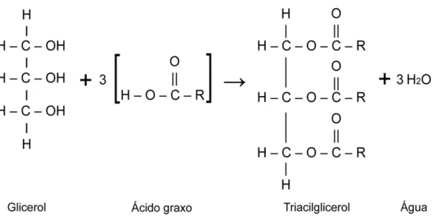 Figura 2.1 - Reação de formação de triacilgliceróis 