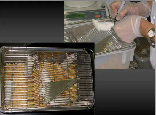 Figura 8: Camundongos Swiss sendo preparados para o experimento de  biodistribuição - laboratório IPEN-CNEN/SP