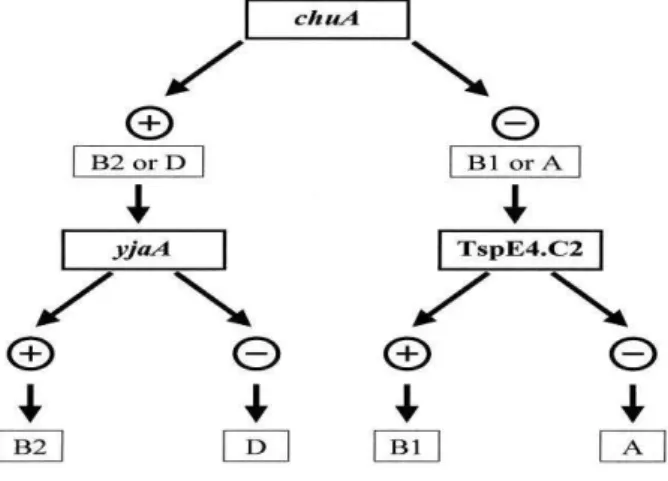 Figura  3.  Árvore  dicotômica  da  classificação  dos  grupos  filogenéticos  de  E.  coli  na  presença  e  ausência dos genes chuA, yjaA e do fragmento TspE4.C2