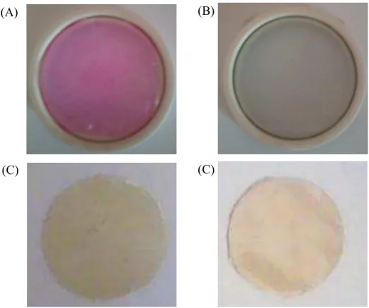 Figura 12: Membrana de quitosana 1% em ácido acético 1% contento (A) RB (B) AM, (C) TMPyP e  (D) p-TAPP depois do teste de liberação do excesso de fotossensibilizador
