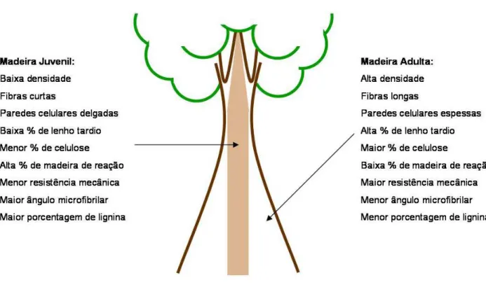 Figura 4 – Localização e principais características da madeira adulta e juvenil 