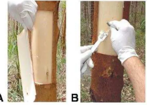 Figura 6 - Amostragem do material vegetal de árvores de eucalipto. (A) Remoção da casca; (B)  Raspagem do tecido da região cambial 