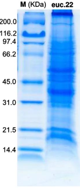 Figura 7 – Proteínas da região cambial de árvores de eucalipto com 22 anos, separadas em gel 12,5% de  acrilamida