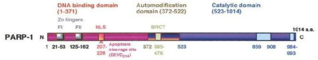 Figura 3 - Representação esquemática dos três domínios PARP-1 humano (Chang, Jacobson et al., 2004)