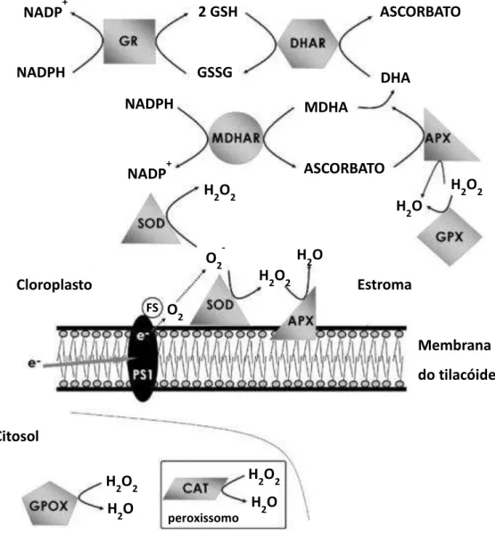Figura 1 - Ciclo Ascorbato-Glutationa. FS  –  fator de estroma; PS 1  –  Fotossistema I; GR  –  glutationa  redutase: APX  –  Ascorbato peroxidase; GPX  –  glutationa peroxidase; SOD  –  superóxido dismutase; 