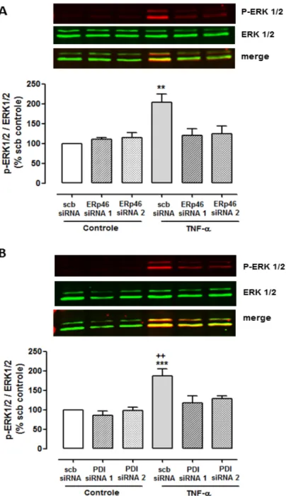Figura 9 –  Efeito  do silenciamento de Erp46 e PDI sobre a fosforilação da  quinase ERK1/2 induzida por TNF- α em c élulas endoteliais