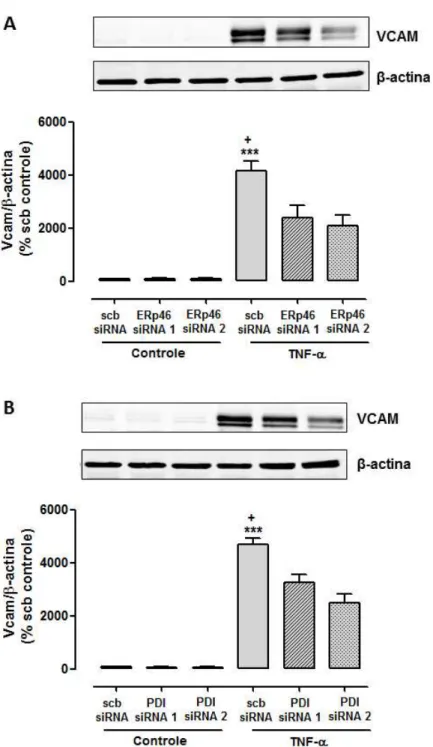 Figura 13 – Efeito do silenciamento de Erp46 e PDI sobre a expressão de VCAM e    ICAM induzida por TNF- α em c élulas endoteliais.