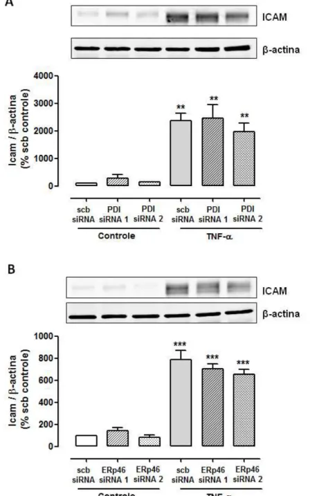 Figura 14 – Efeito do silenciamento de Erp46 e PDI sobre a expressão de ICAM  induzida por TNF- α em c élulas endoteliais