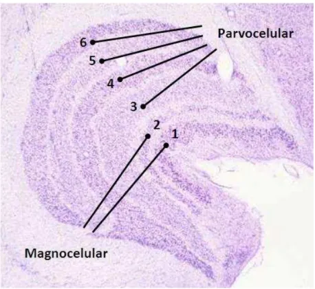 Figura  2:  A  maioria  das  células  ganglionares  retinianas  fazem  sinapses  nesta  estrutura  talâmica
