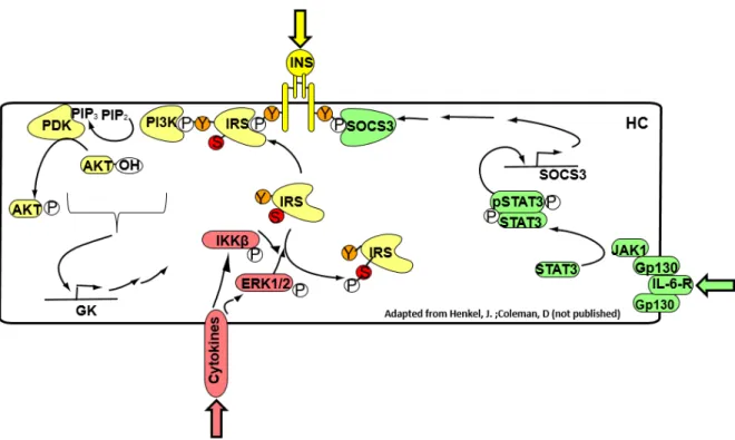 Figure 3 – Main hepatocyte Insulin and cytokine signaling pathways  