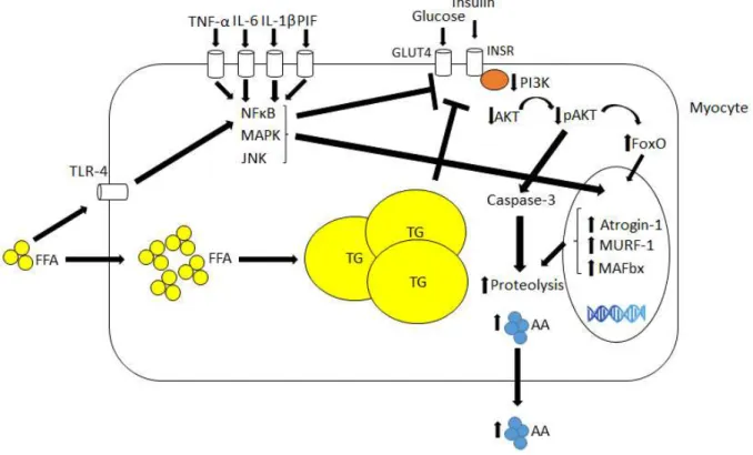 Figure 4 - Muscle-related molecular mechanisms underlying inflammation and          insulin resistance in CC and MetS 