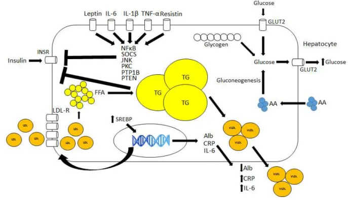 Figure 5 - Molecular mechanisms associated with CC and MetS in the Liver