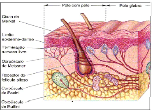 Figura 1 – Ilustração dos receptores cutâneos 