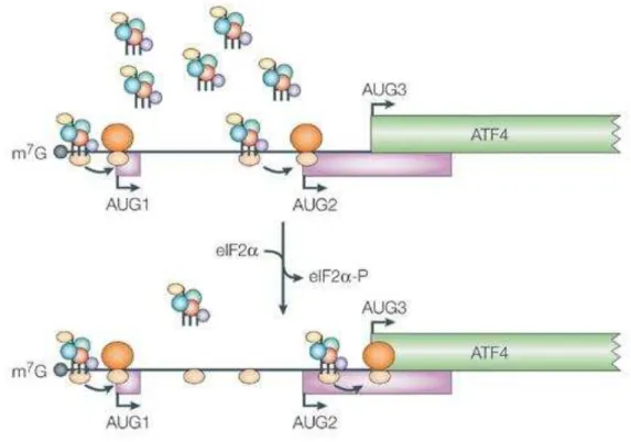 Figura 5. Regulação da tradução de ATF4 mediada por uORFs -  A tradução do fator ativador  da transcrição 4 (ATF4)  é regulada por 2 janelas abertas de leitura na UTR 5` (uORFs)