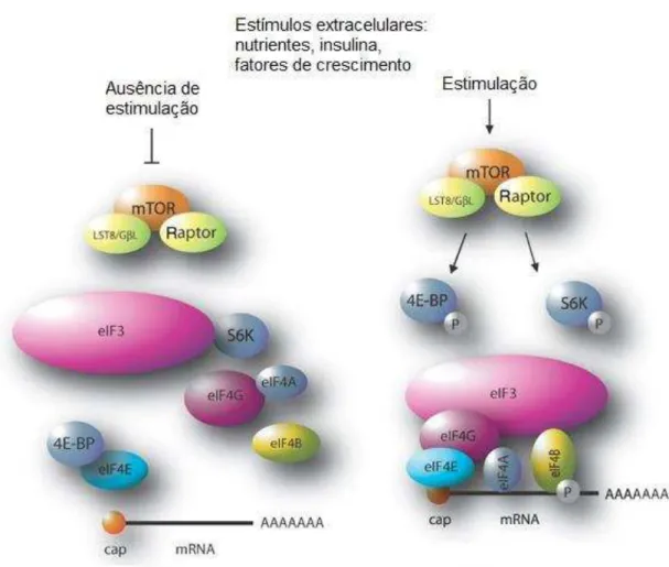 Figura  6.  Ativação  da  iniciação  da  tradução  por  mTOR  -  mTOR  ao  ser  ativado  por  estímulos  extracelulares,  forma  um  complexo  com  as  proteínas  Raptor  e  proteína  semelhante  a  subunidade  β  da  proteína  G   (LST8/ GβL )
