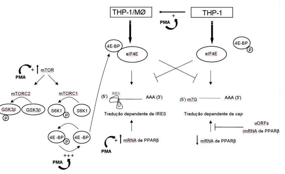 Figura 33. Modelo Proposto  –  Provável regulação traducional d o transcrito de PPARβ durante d iferenciação das células THP-1.