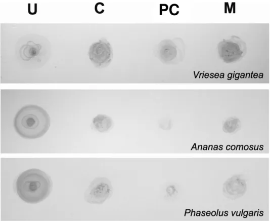 Figura 23: Dot Western immunoblotting das proteínas extraídas das fases solúvel, de parede  celular e membranas de tecidos foliares de Vriesea gigantea,  Ananas comosus e Phaseolus  vulgaris