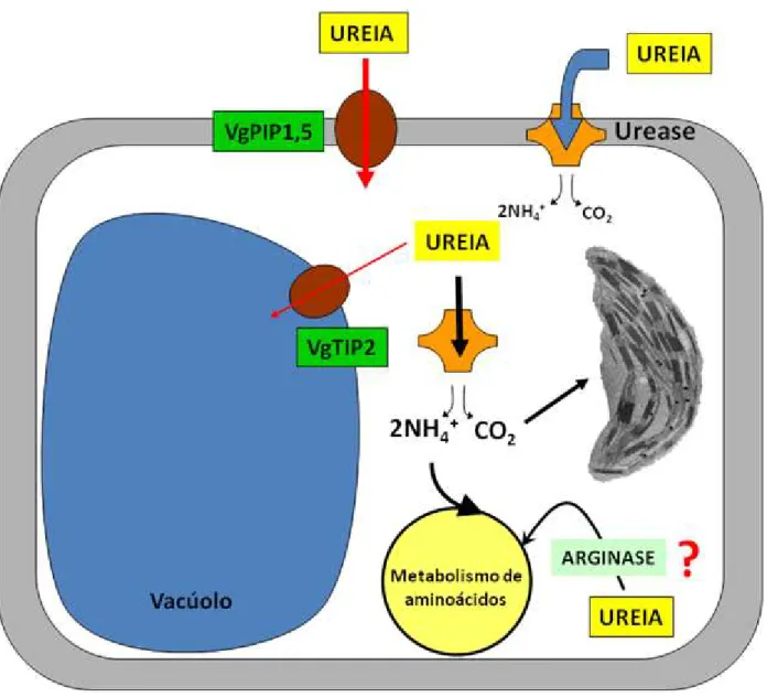 Figura 29: Esquema representativo dos mecanismos fisiológicos relacionados com a absorção e  assimilação de ureia pela bromélia epífita com tanque Vriesea gigantea