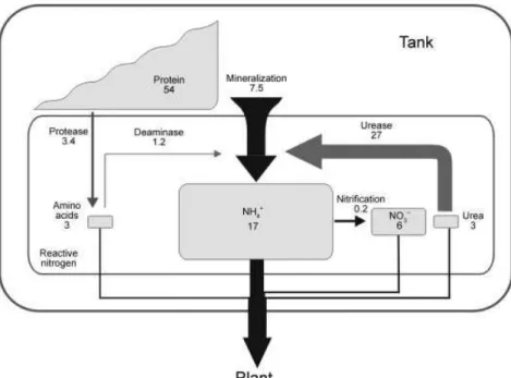 Fig. 5 Schematic compilation of nitrogen (N)  pools, enzyme activities, gross N 