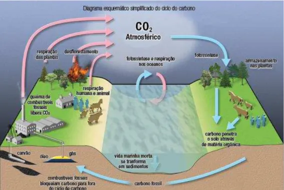 Figura 2 – Diagrama esquemático simplificado do ciclo do carbono  Fonte: OLIVEIRA (2010) 