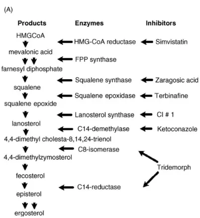 Figura 1: Via de biossíntese do ergosterol com as principais enzimas e respectivos inibidores