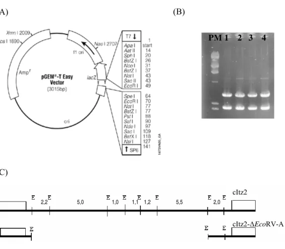 Figura 6: (A) Esquema representativo do vetor pGEM-t™ EVS, com os genes marcadores e o sítio de  clonagem com as enzimas que podem ser utilizadas para a remoção do fragmento inserido