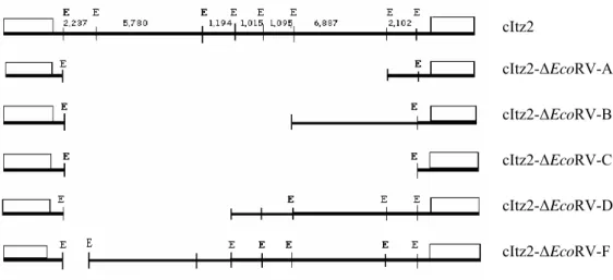Figura 7: Mapa de restrição do cosmídeo cItz2  e suas deleções representados linearmente