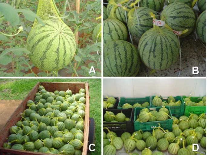 Figura 7 – Fruto no ponto de colheita (A); detalhe da identificação do tratamento no fruto (B); transporte  dos frutos colhidos (C); e armazenamento em câmara fria (D) 