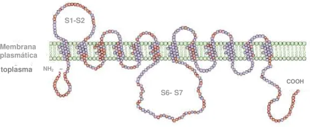 FIGURA 1: Estrutura bidimensional das proteínas transportadoras de glicose (GLUTs). Os círculos  azuis  representam  os  aminoácidos  conservados  nas  diferentes  isoformas