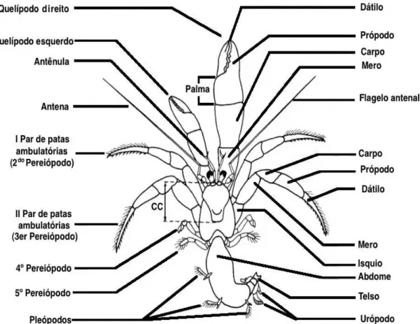 Figura 1. Representação esquemática geral, da morfologia externa de um ermitão, com  destaque para alguns dos caracteres comumente utilizados na identificação das espécies  do gênero Pagurus (extraído e modificado de SCHEMBRI &amp; MCLAY, 1983)