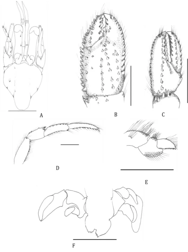 Figura  3.  Pagurus  benedicti  (Bouvier,  1898).  A,  Vista  dorsal  do  escudo  e  apêndices  cefálicos;  B,  Quelípodo  direito  (vista  dorsal);  C,  Quelípodo  esquerdo  (vista  dorsal);  D,  Segundo pereiópodo direito (vista lateral); E, Quarto perei