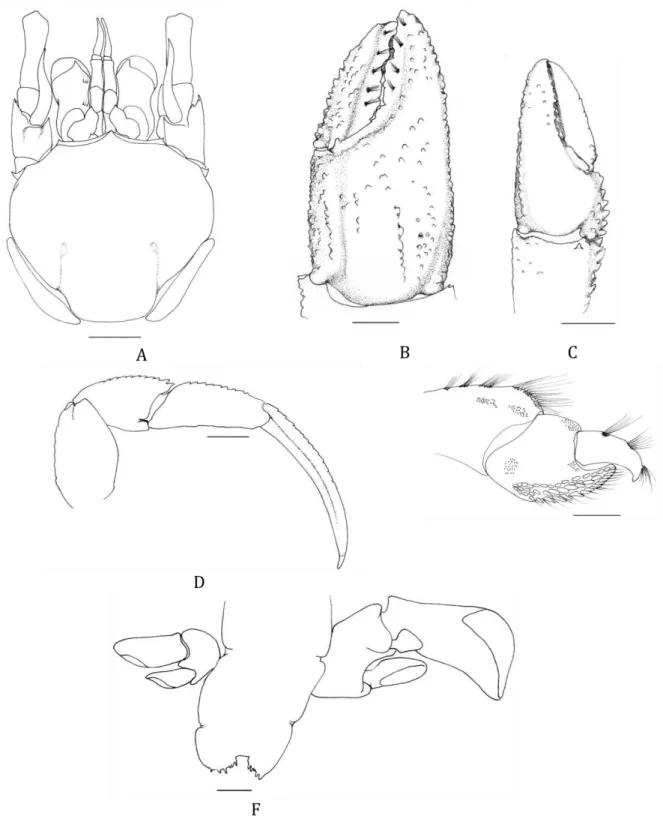 Figura  4.  Pagurus  bernhardus  (Linnaeus,  1758).  A,  Vista  dorsal  do  escudo  e  apêndices  cefálicos;  B,  Quelípodo  direito  (vista  dorsal);  C,  Quelípodo  esquerdo  (vista  dorsal);  D,  Segundo pereiópodo direito (vista lateral); E, Quarto per