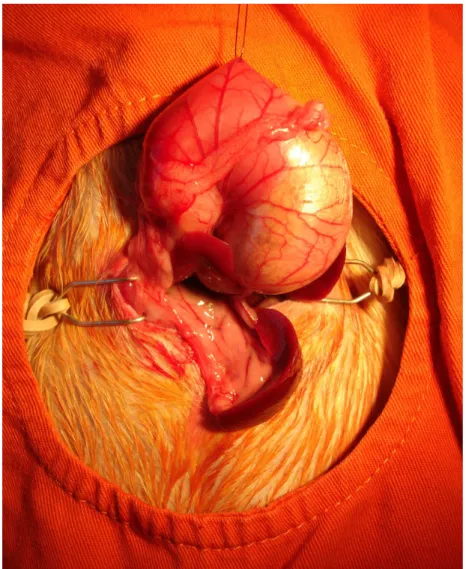 Figura 2. Cauda do pâncreas presa ao baço, que é usado como apoio. Nota-se o estômago  reparado cranialmente com fio (Nylon® 5-0)