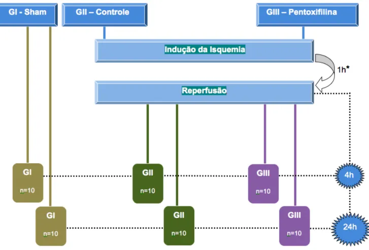 Figura 5. Representação esquemática do delineamento experimental.