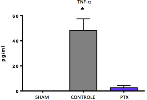 Gráfico  1.  Valores  das  médias  ±  epm  dos  níveis  séricos  de  TNF-α.*Grupo  de  ratos  submetidos  a  I/R  sem  tratamento  (controle)  vs  grupo  de  ratos  tratados  com  PTX