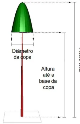Figura 5  –  Medições de altura total, altura até a base da copa e dos raios da base da copa (paralelo e  perpendicular  às  linhas  de  plantio)  realizadas  em  40  árvores  durante  amostragem  destrutiva 