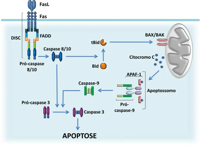 Figura 2: Via extrínseca de apoptose e sua amplificação mitocondrial. 