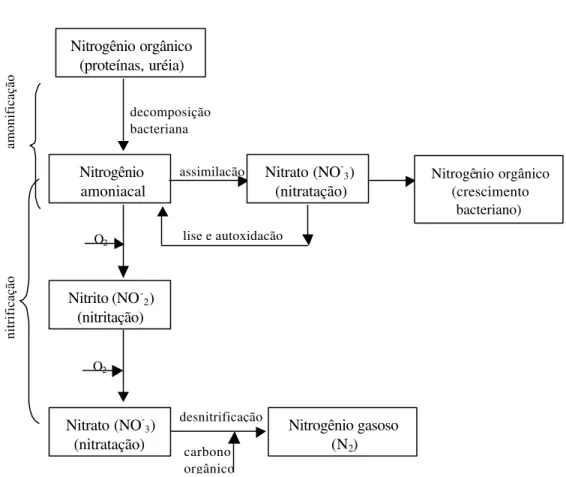 Figura 3. 2- Transformações do nitrogênio em processos biológicos de tratamento   (adaptado de Metcalf &amp; Eddy, 1991) 