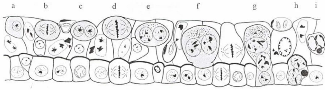 Figura 3 - Desenho esquemático dos epitélios trofoblástico (1) e uterino (2) em  bovinos, demonstrando os estágios de desenvolvimento da célula  binucleada e formação da célula trinucleada