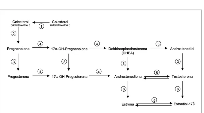 Figura 4 - Principais vias da esteroidogênese. 1. StAR (steroidogenic acute  regulatory  protein);  2