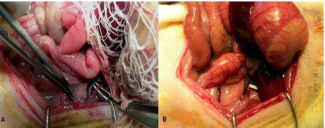 Figura 2 - Fotos da artéria renal esquerda isolada (A) e com o clipe de prata (B). 
