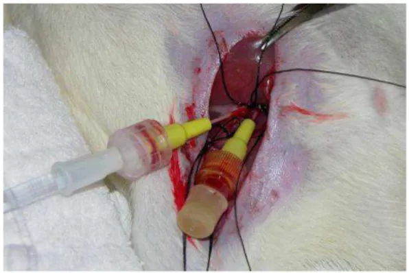 Figura 4 - Cateteres localizados na artéria e veia femorais do rato, respectivamente. 