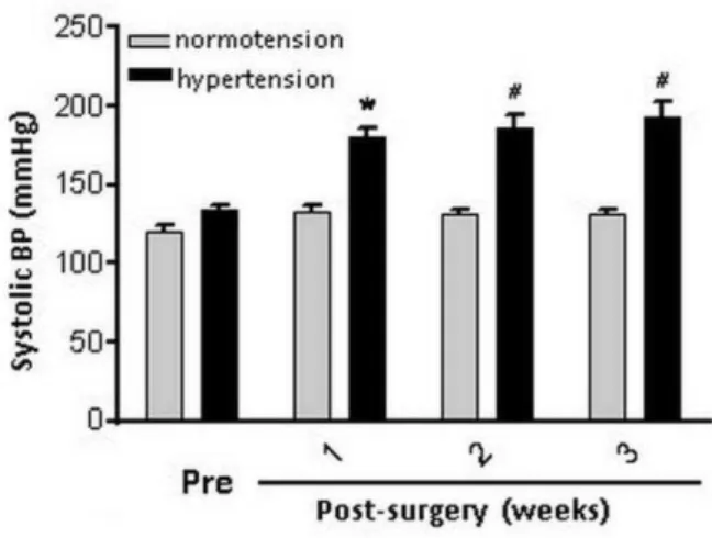 Figure  1  shows  the  evolution  of  noninvasive  SBP  in  normotensive  and  hypertensive groups