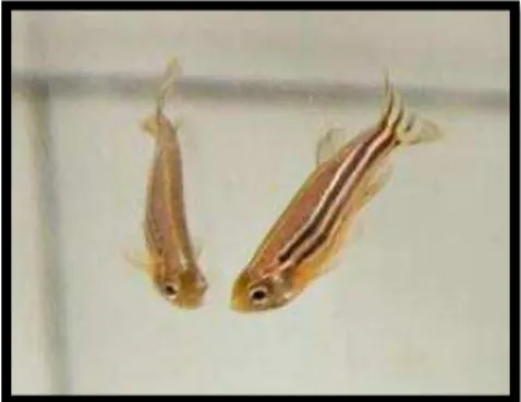 Figura 4. Interação do zebrafish com sua imagem especular (Retirado de PHAM et al. 2012)